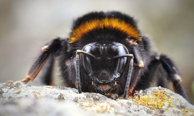 Fuldend dit look med Hummel strømper