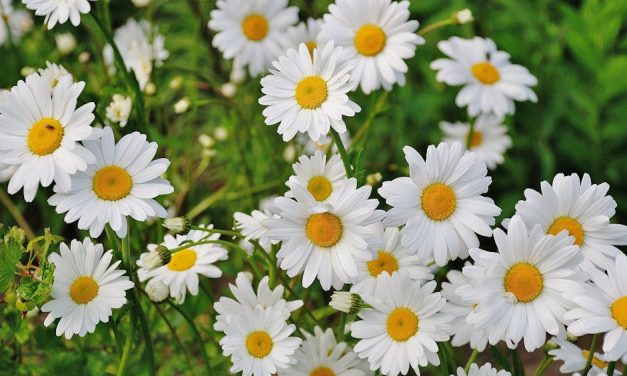 Unik Skønhed Fra Naturen