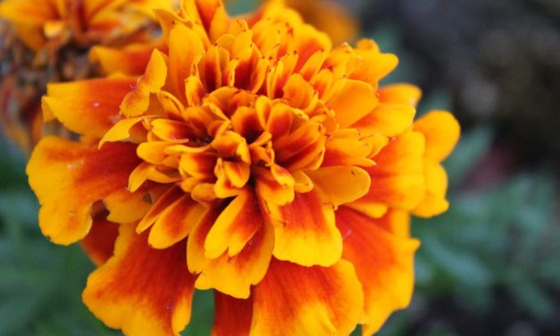 Skab en blomstrende have med tagetes