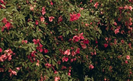 Dyrk smukke og nyttige rhododendron