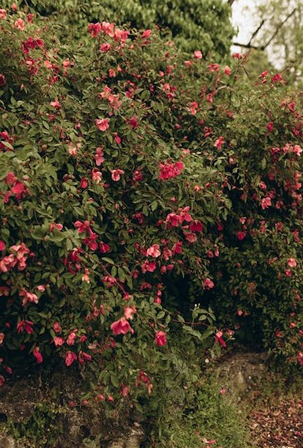 Dyrk smukke og nyttige rhododendron