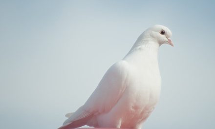 Opdager du de nyeste duevarianter?